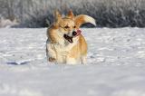 CORGI PEMBROKE 941